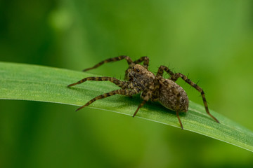 Spider Lycosidae sitting on a leaf waiting for prey