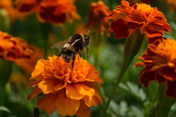 Bumblebee collects nectar from flowers