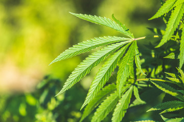 Cannabis plant close up in golden summer light, marijuana background with lens flare. Beautiful background of green cannabis flowers a place for copy space light toning.