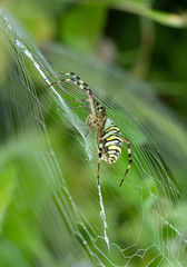 Argiope bruennichi, a tiger spider with red and yellow stripes on the abdomen.