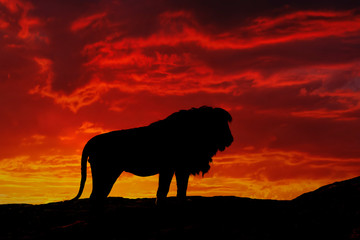 Large black maned male Lion, silhouetted at sunset, Serengeti National Park, Tanzania, Africa.