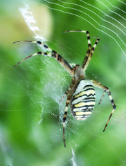 Argiope bruennichi, a tiger spider with red and yellow stripes on the abdomen.