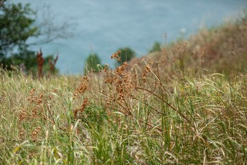 dried grass against the sea