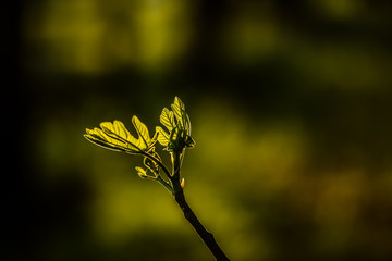 buds of willow tree