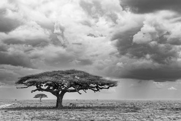 Acacia trees and approaching storm clouds and rain, Serengeti National Park, Tanzania, Africa.