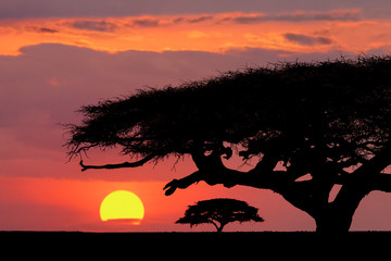 Acacia trees silhouetted on vast plains of Serengeti National Park, Tanzania, Africa.