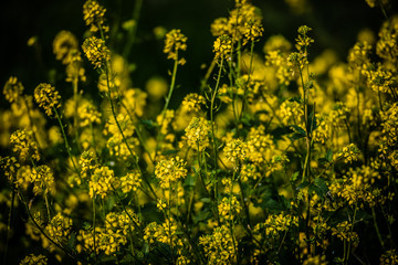 field of yellow flowers