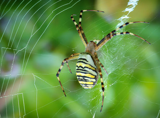 Argiope bruennichi, a tiger spider with red and yellow stripes on the abdomen.