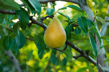 pear ripens on the tree in the garden