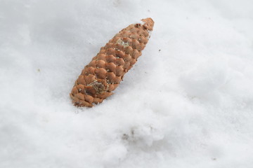 Tannenzapfen/Kiefernzapfen im Schnee, Winter, Schnee