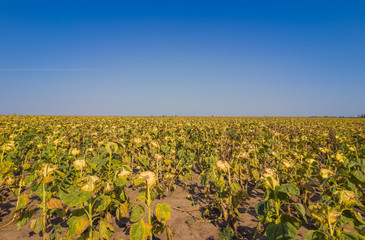 Fototapeta na wymiar Ripe sunflower in the foreground in field of sunflowers on a sunny day.