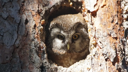 Boreal owl (Aegolius funereus) looking out from the hole of tree