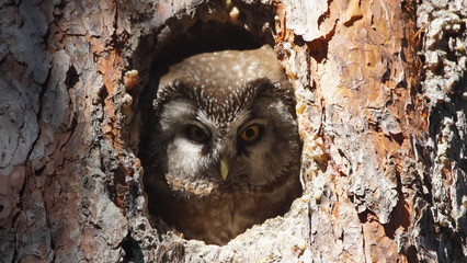 Boreal owl (Aegolius funereus) looking out from the hole of tree