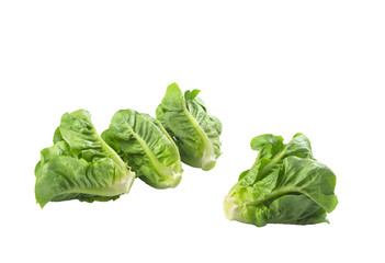 Fresh organic baby cos vegetables on isolated white background