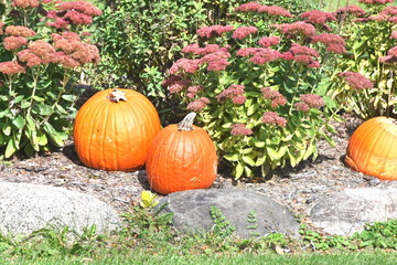 Pumpkins and Flowers