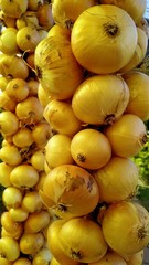hanging bunches of onions to dry outside.