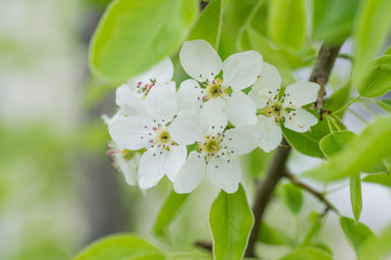 Obraz premium Branches of blossoming apricot macro