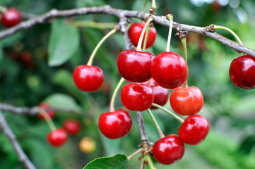 close-up of ripening  cherries on a tree in the garden