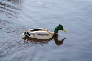 The duck on the water