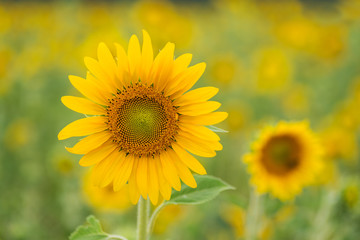 Sunflower in a crop field, nice bokeh