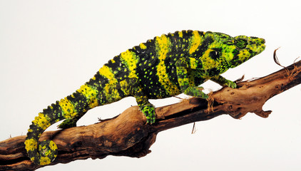 Chamäleon-Haut / Skin of a chameleon -  Meller's chameleon / Mellers Riesenchamäleon (Trioceros melleri) © bennytrapp