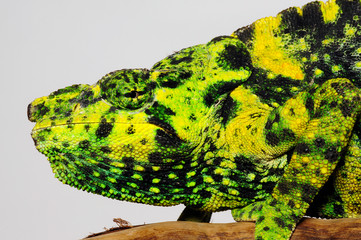 Chamäleon-Haut / Skin of a chameleon -  Meller's chameleon / Mellers Riesenchamäleon (Trioceros melleri) © bennytrapp