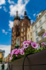 Flowers in the cracow's marketplace, Poland