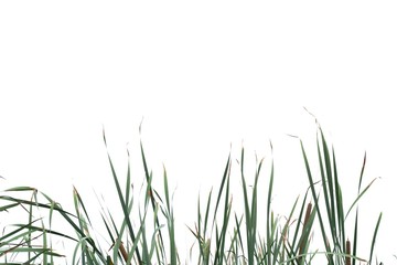In selective focus wild grass leaves with wind blowing on white isolated background for green...