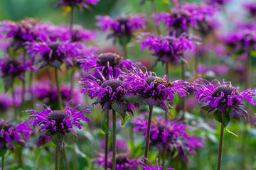 Monarda didyma (Scarlet beebalm)