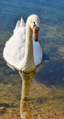 Lonely swan on the lake