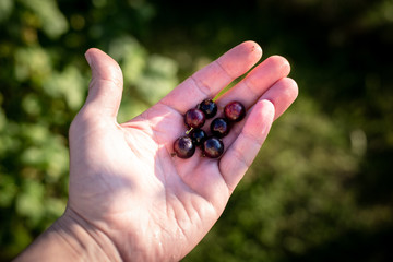 Picking black currants by hand