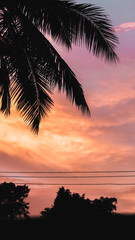 Fototapeta na wymiar orange coloured sunset sky with coconut leaves.