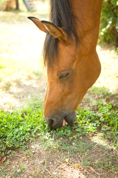 Close-up of a portrait of a horse eating grass.