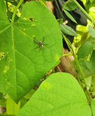 ant on leaf