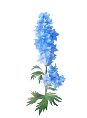 Fototapeta premium Blue larkspur with buds and leaves isolated on a white background.