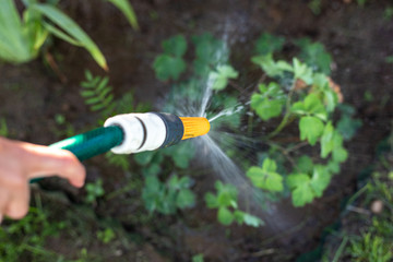 Watering flowers with a hose