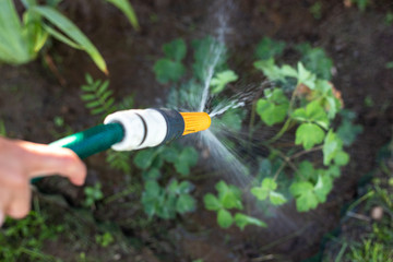 Watering flowers with a hose
