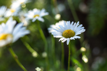 White daisies in the wild