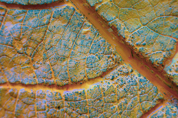 multicolored abstraction stone texture with leaf print for background and text