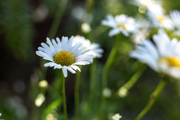 White daisies in the wild