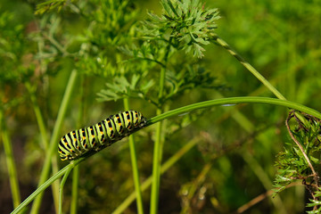 caterpillar on a green leaf