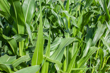 Corn leaves texture horizontal