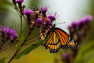 Monarch Butterfly