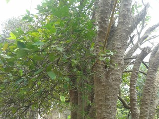 Fototapeta premium A natureza faz parte de mim