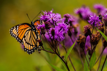 Monarch Butterfly