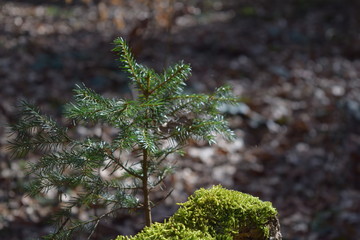 Kleiner Tannenbaum im Wald, Tannenzweige