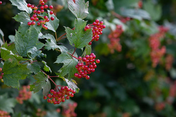 Red viburnum berries on tree