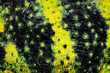 Chamäleon-Haut / Skin of a chameleon -  Meller's chameleon / Mellers Riesenchamäleon (Trioceros melleri) © bennytrapp