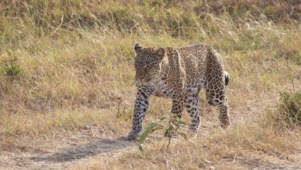 a lonely cheetah waiting for its prey