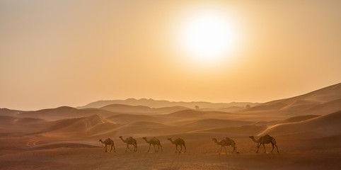 Middle eastern camels in the desert in UAE at the sunrise